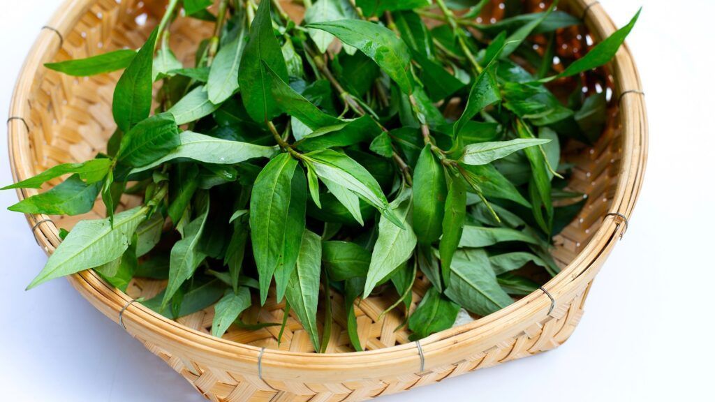 Rau răm: những điều cần biết về công dụng, lưu ý và các kiêng kỵ khi sử ...
