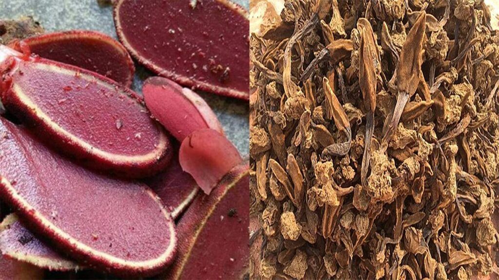 Phần thân rễ khô chứa các thành phần hóa học của sâm cau có lợi cho sức khỏe