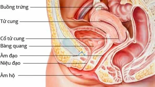 Đau tức vùng dưới là triệu chứng viêm bàng quang ở nữ rất phổ biến