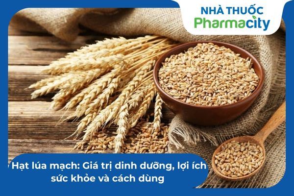 Hạt lúa mạch: Giá trị dinh dưỡng, lợi ích sức khỏe và cách dùng