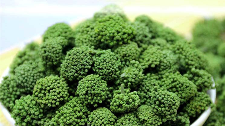 Nụ hoa tam thất bao tử xanh tươi vừa mới thu hái (Nguồn: Sưu tầm)