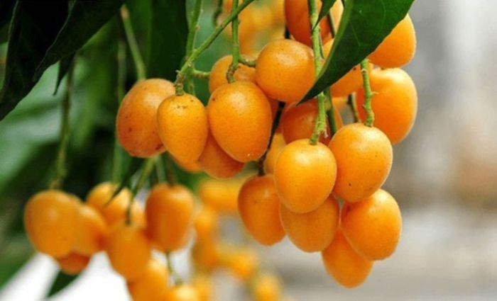 Quất hồng bì ngâm đường phèn là bài thuốc hỗ trợ trị ho kinh điển (Nguồn: Sưu tầm)