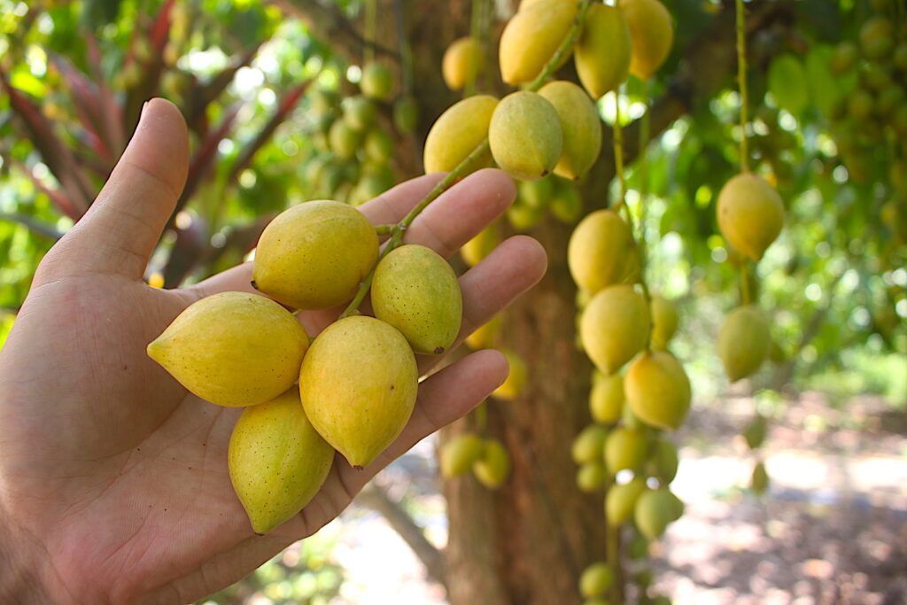 Hình thức bên ngoài của dâu đất