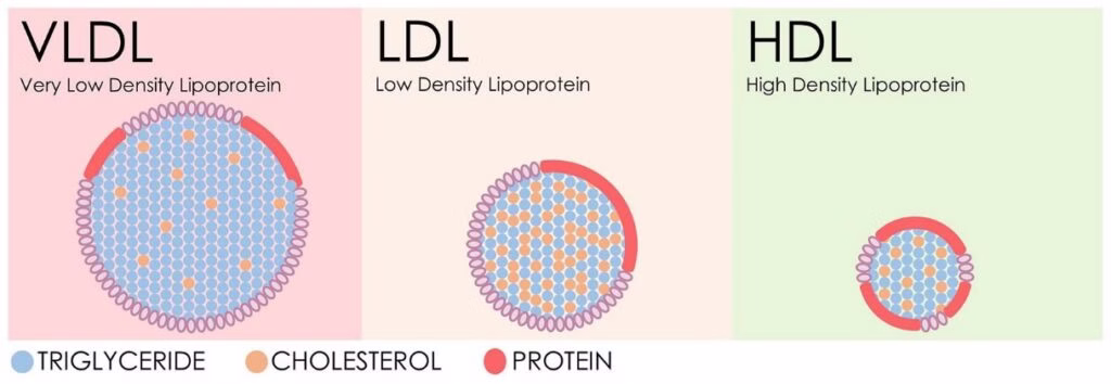 Xét nghiệm lipid máu định kỳ giúp phát hiện sớm các bất thường về nồng độ lipoprotein 