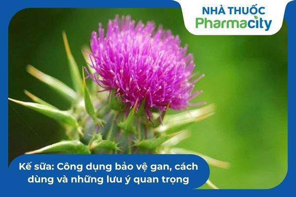 Cây kế sữa (Milk Thistle) là gì? 