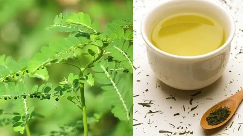 Minh hoạ về cách sử dụng cây chó đẻ