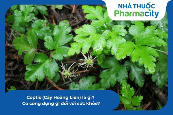 Coptis (Cây Hoàng Liên) là gì? Có công dụng gì đối với sức khỏe?
