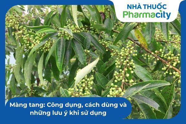 Màng tang: Công dụng, cách dùng và những lưu ý khi sử dụng