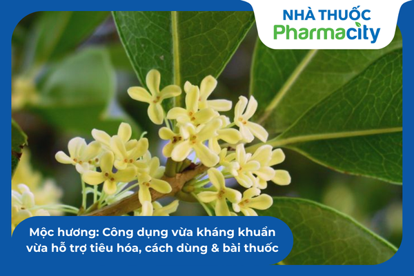 Mộc hương: Công dụng vừa kháng khuẩn vừa hỗ trợ tiêu hóa, cách dùng ...