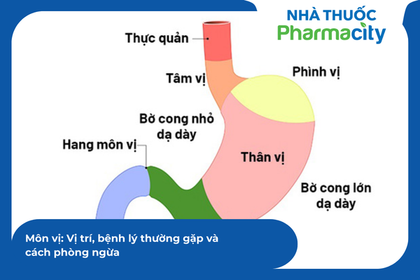Môn vị: Vị trí, bệnh lý thường gặp và cách phòng ngừa