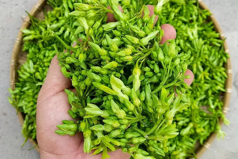 Hoa thiên lý tươi