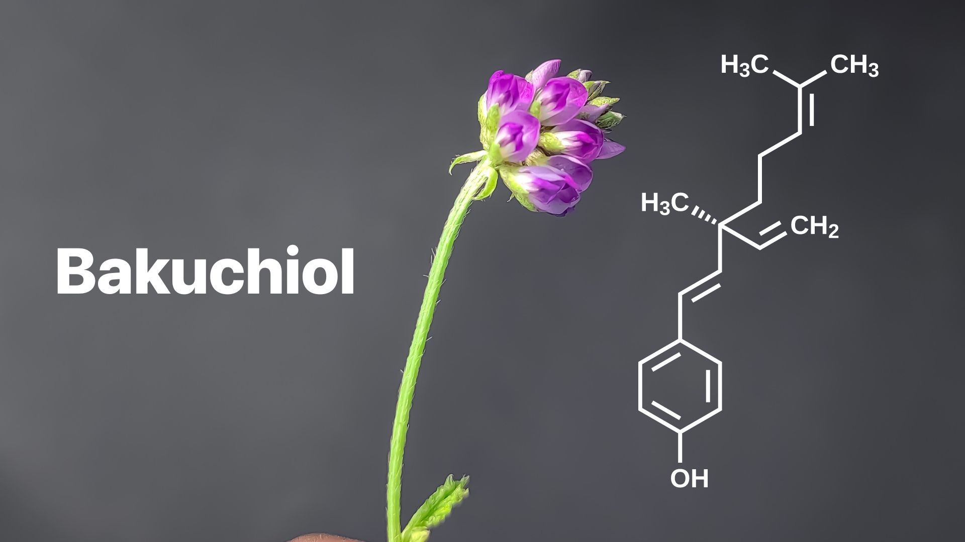 Nhờ tính dịu nhẹ, Bakuchiol trở thành lựa chọn lý tưởng cho cả những làn da nhạy cảm nhất