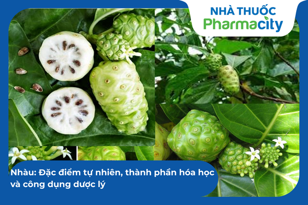 Morinda citrifolia trong môi trường tự nhiên 