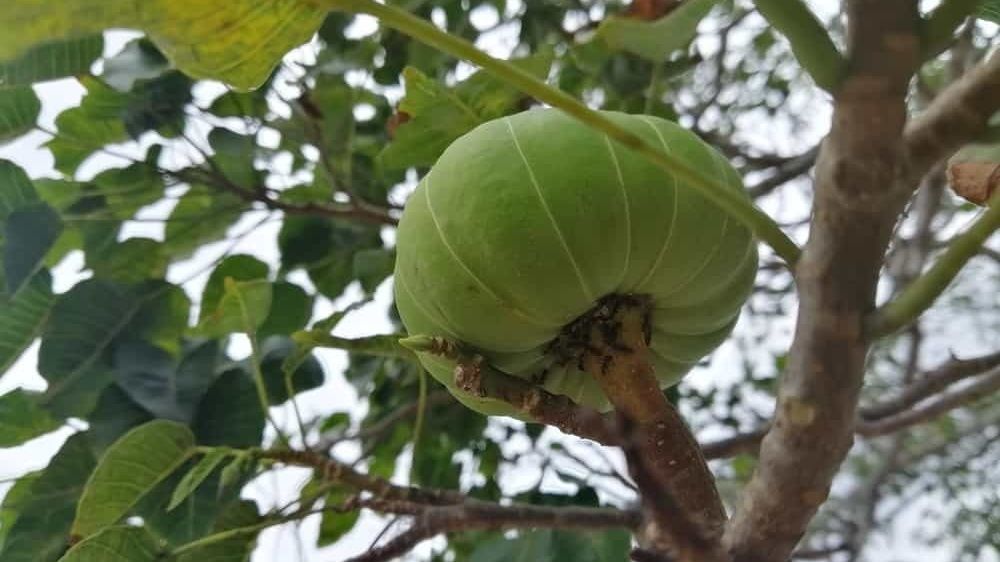 Đặc điểm thực vật của quả vông trong tự nhiên(Nguồn: Sưu tầm)