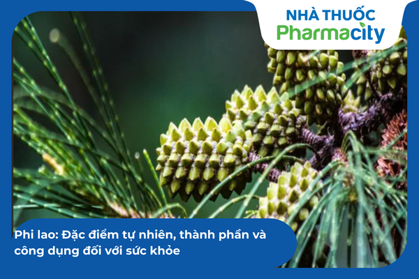 Phi lao: Đặc điểm tự nhiên, thành phần và công dụng đối với sức khỏe