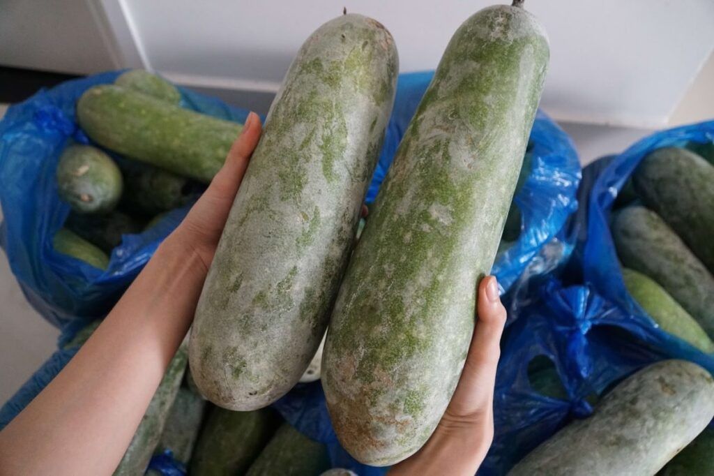 Quả bí đao xanh mướt với lớp phấn trắng bao phủ khi già (Nguồn: Sưu tầm)