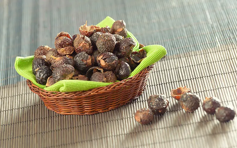 Quả bồ hòn chín khô chứa hàm lượng saponin tự nhiên rất cao (Nguồn: Sưu tầm)