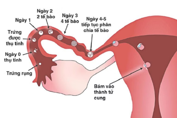 Quá trình thụ thai là sự kết hợp kỳ diệu giữa tinh trùng và trứng