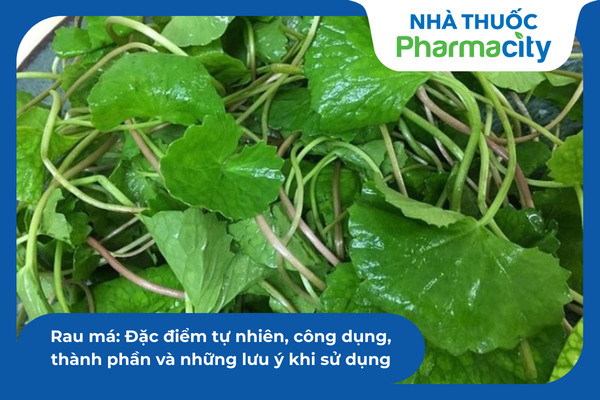 Rau má: Đặc điểm tự nhiên, công dụng, thành phần và những lưu ý khi sử dụng
