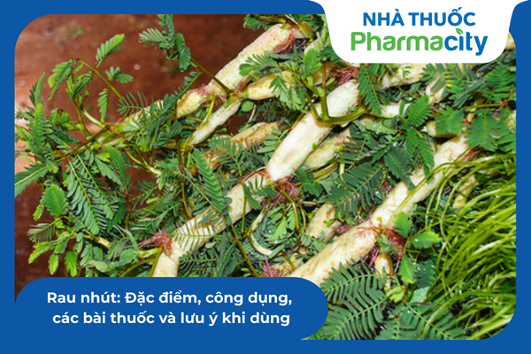 Rau nhút: Đặc điểm, công dụng, các bài thuốc và lưu ý khi dùng