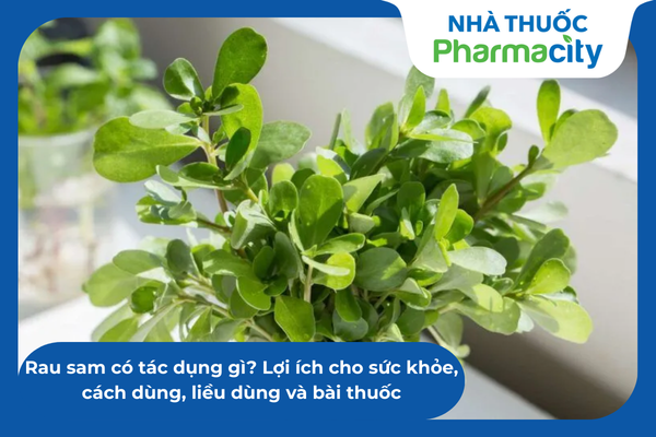 Rau sam có tác dụng gì? Lợi ích cho sức khỏe, cách dùng, liều dùng và ...