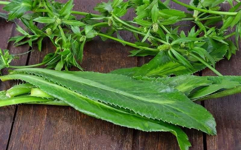 Tìm hiểu tác dụng và công dụng đặc biệt của rau răng cưa đối với sức khỏe