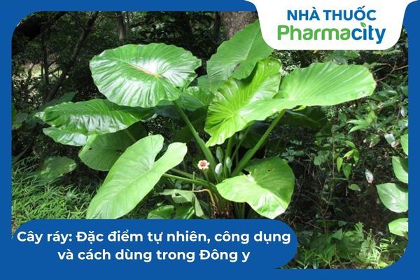 Cây ráy: Đặc điểm tự nhiên, công dụng và cách dùng trong Đông y