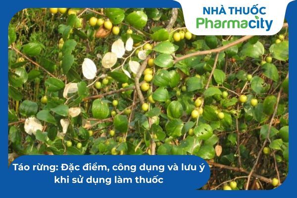 Táo rừng: Đặc điểm, công dụng và lưu ý khi sử dụng làm thuốc