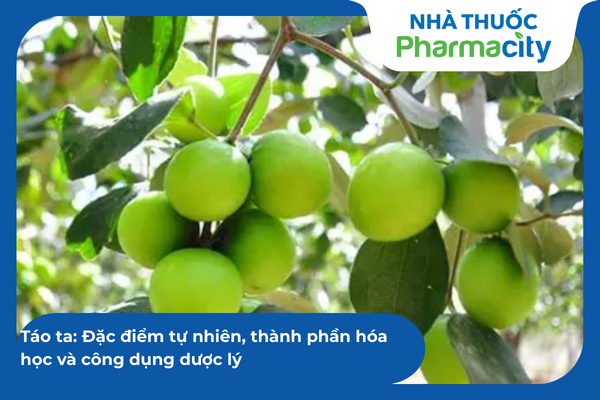 Táo ta: Đặc điểm tự nhiên, thành phần hóa học và công dụng dược lý