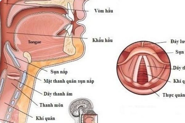 Minh hoạ về nắp thanh quản ở người