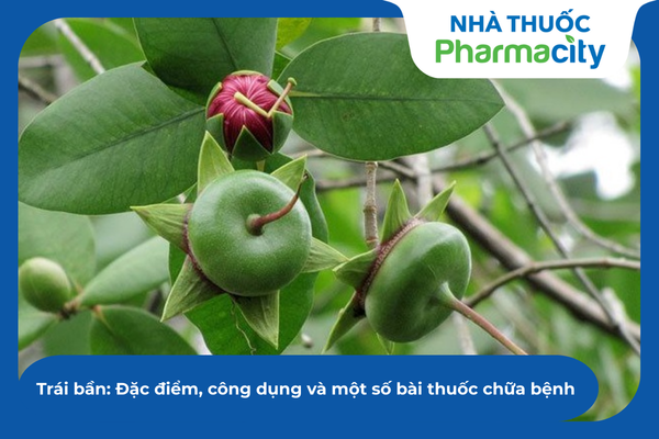 Trái bần có hình đĩa dẹt đặc trưng, là loại quả quen thuộc của vùng sông nước ngập mặn 