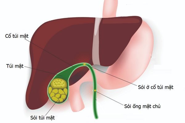 Vị trí túi mật nằm dưới gan trong hệ tiêu hóa 