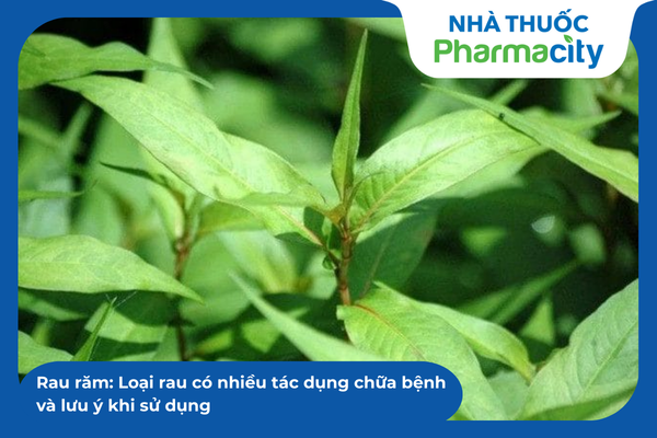 Rau răm: Loại rau có nhiều tác dụng chữa bệnh và lưu ý khi sử dụng
