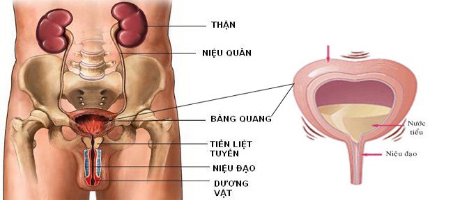 Minh hoạ về đường đi hệ bàng quang ở nữ